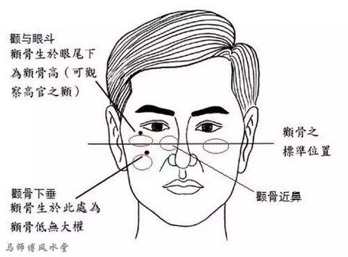 颧骨是哪个部位