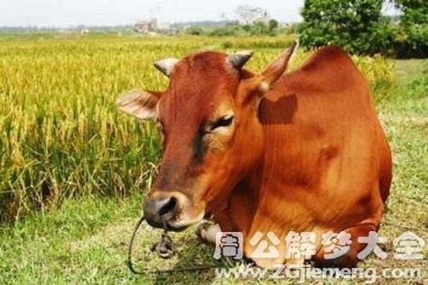 梦见牛在家里