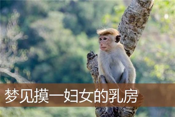梦见摸乳房