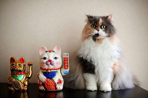 猫咪吉利又好听的名字
