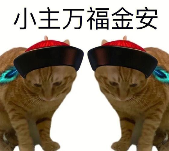 梦见猫亲吻自己