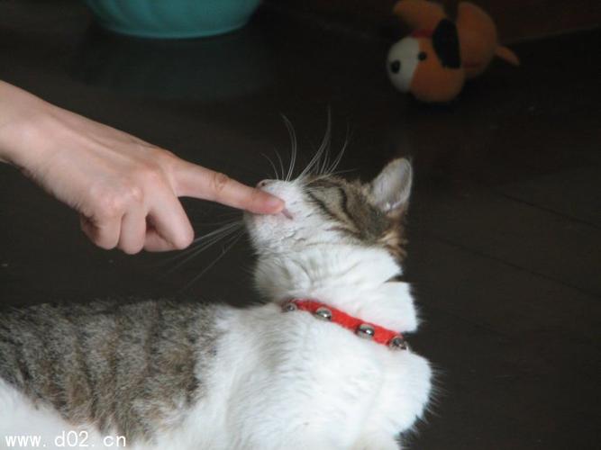 梦见被猫咬脖子好不好?
