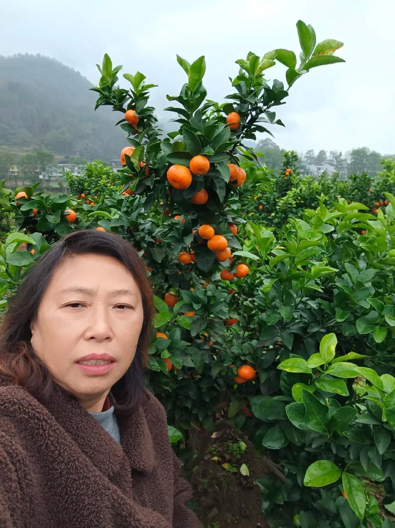 梦见生桔子 梦见熟桔子