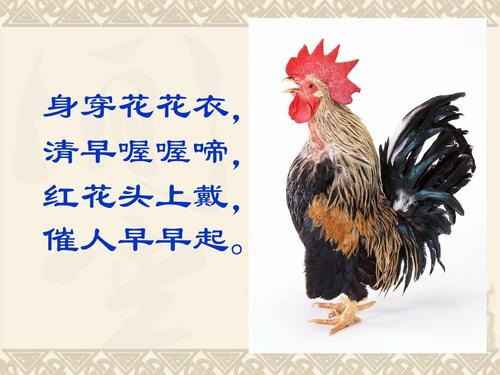 梦见公鸡喔喔的叫声