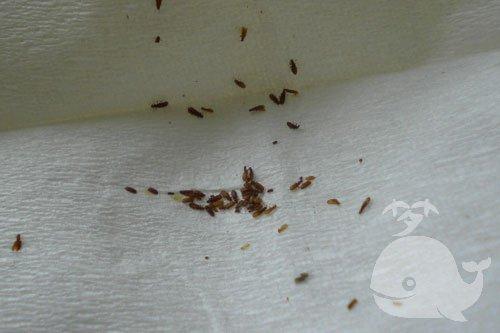梦到很多长长的虫子