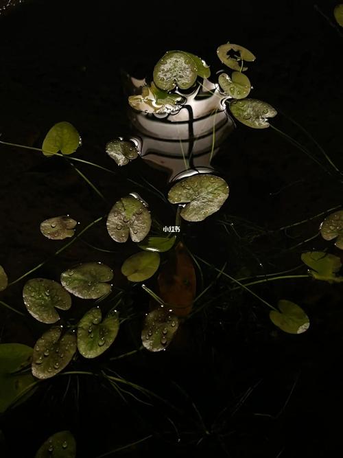 梦见浮萍是什么意思