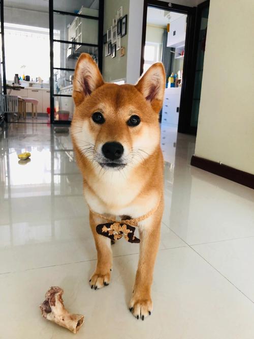 梦见恶犬但没有咬我