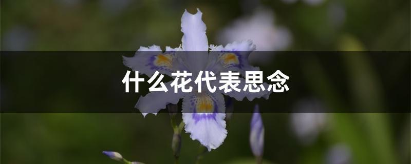什么花的花语是思念？