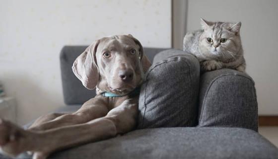 梦见狗和猫在自己家里
