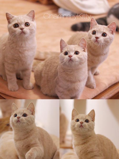 梦见黄猫进家 梦见黄猫进家什么意思