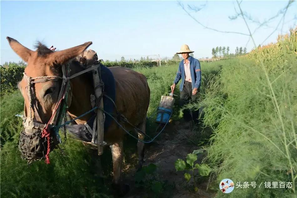 梦见骡马周公解梦，梦见骡马是什么意思？