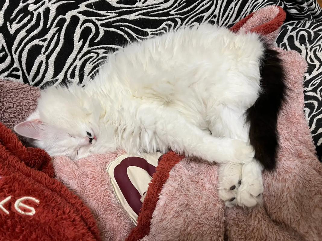 梦见猫满身血