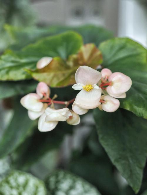 秋海棠花的花语是什么及代表意义