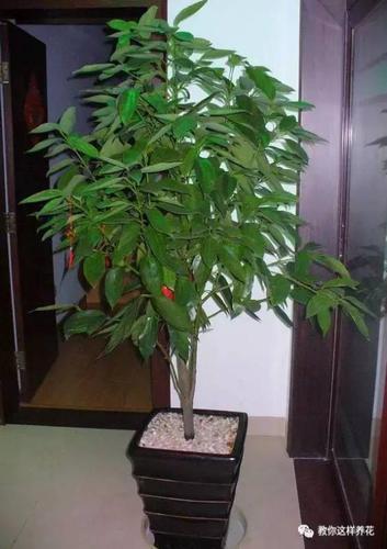 风水上家里财位上放什么花好