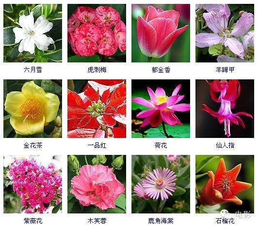 花卉公司起名字