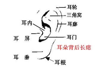 男生耳朵面相图解大全