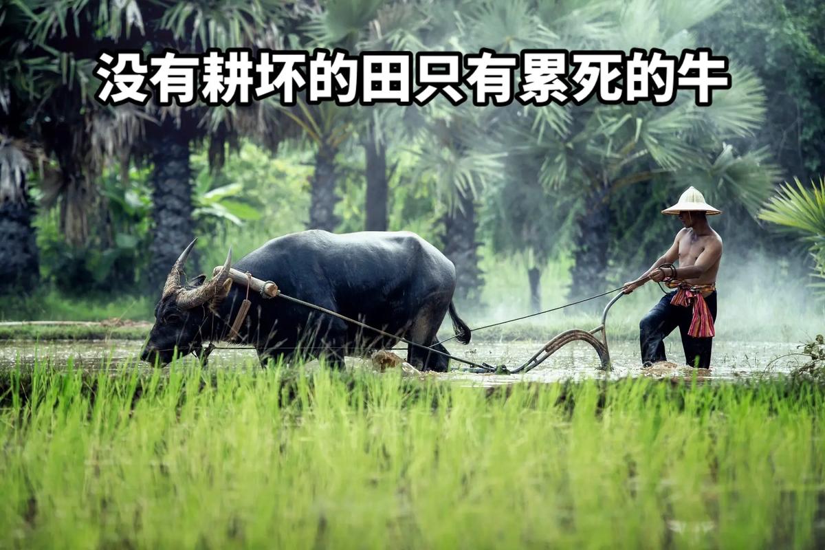 牛耕田