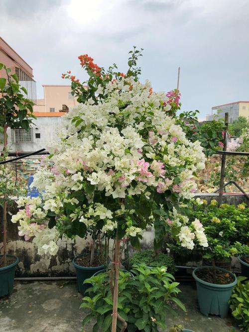 大门口种什么花好?一文为你全面阐述
