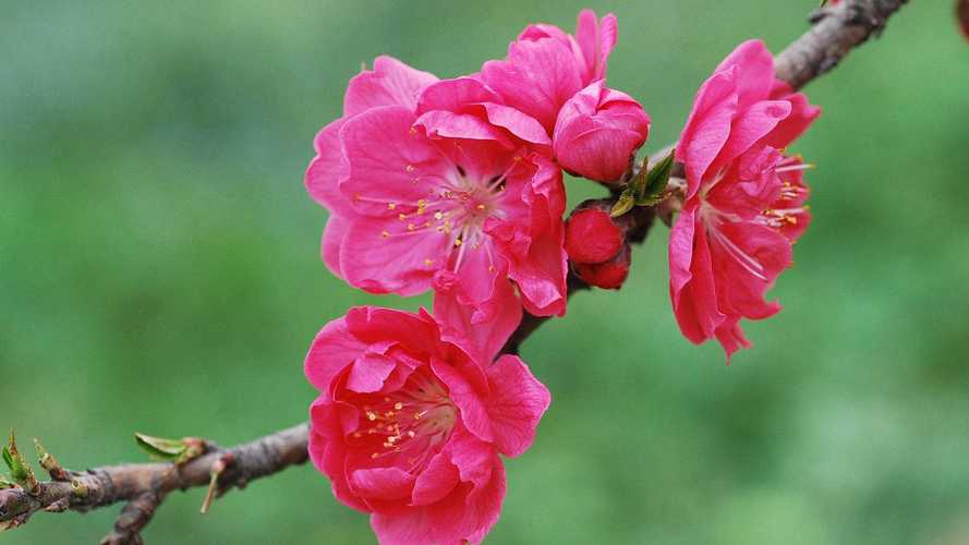 五行缺木的人2019年的桃花运如何