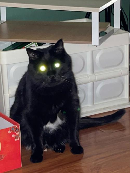 养黑猫好不好 属虎养黑猫好不好