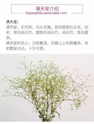 满天星花语及图片大全