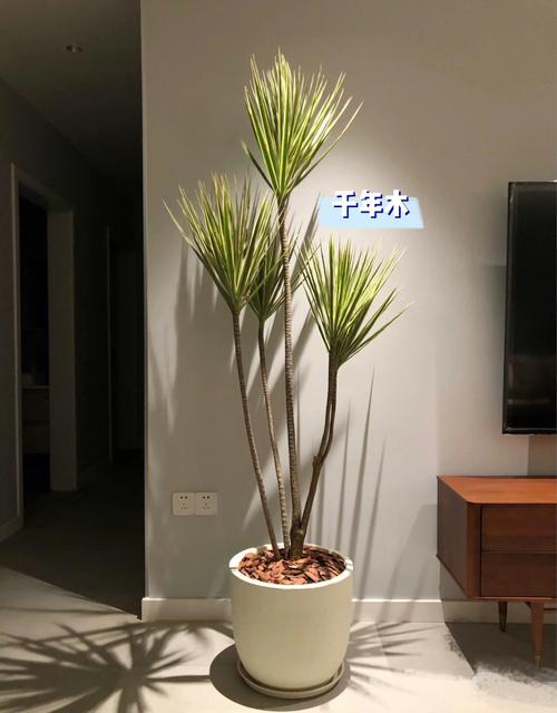 电视柜旁边放什么植物