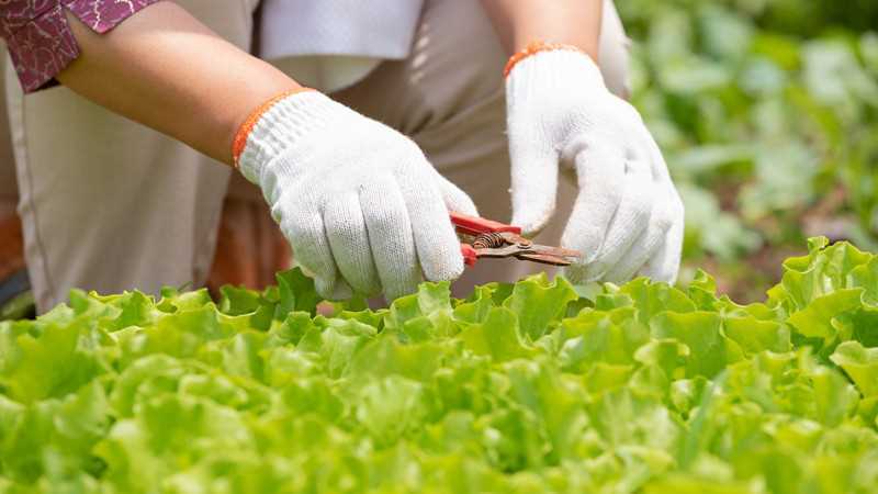 梦见大伯带我挖野菜是什么意思