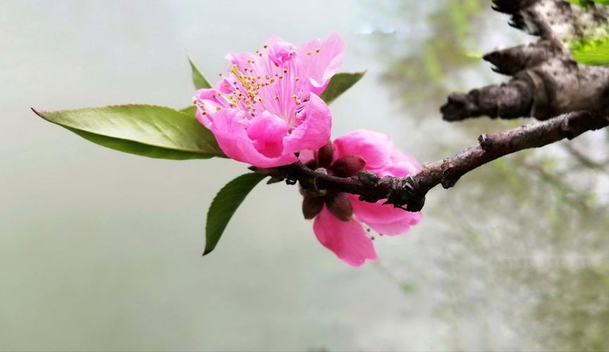 下个月缘分和桃花依旧鲜艳