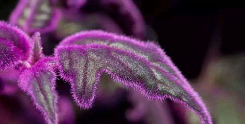 罕见花花语:紫鹅绒的花语是什么?