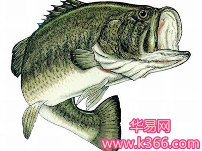 梦见鲈鱼是什么意思