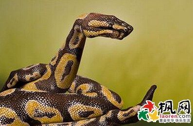 梦见被蟒蛇缠身