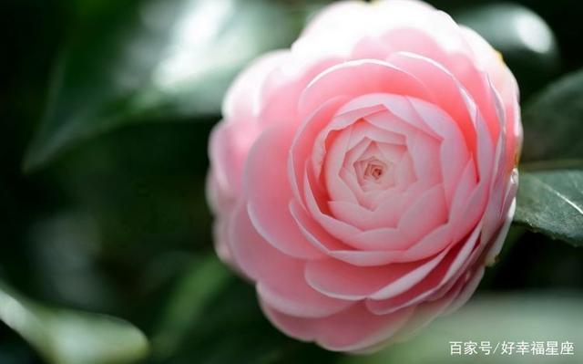 爱情随风而来 下个月起真爱响应热烈的四大星座