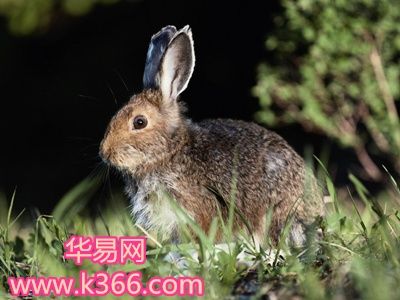 梦见野兔周公解梦，梦见野兔是什么意思？