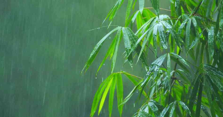 梦见过年下雨预示好不好