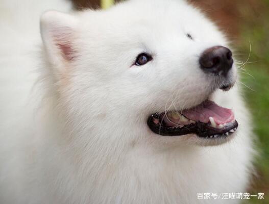 属羊的人养什么宠物好