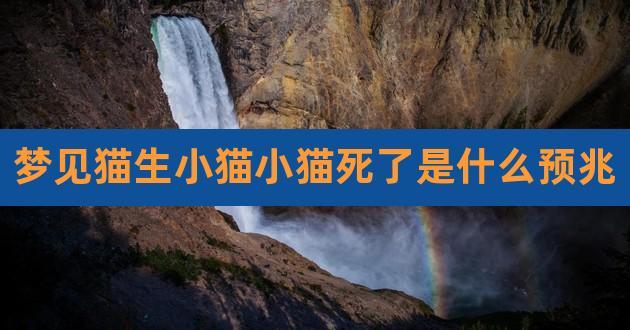 梦见猫生小猫小猫死了