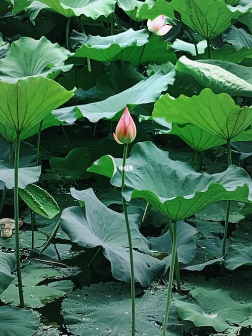 梦见荷花池塘什么意思
