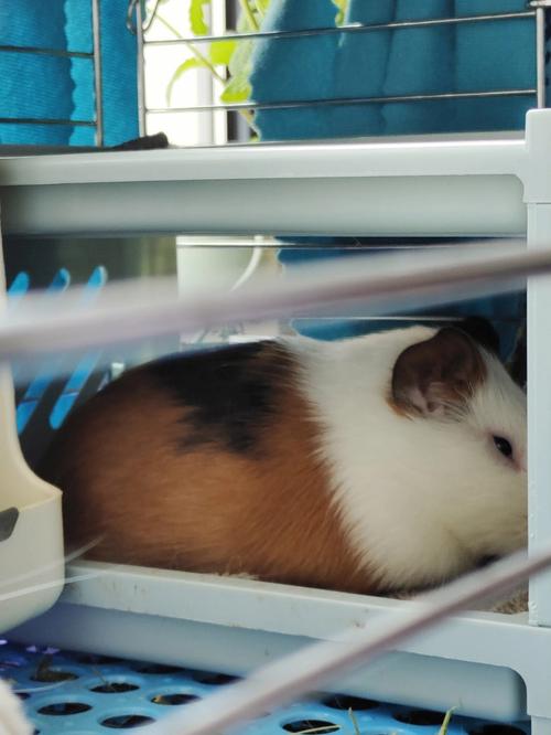 梦见抱猪仔是什么意思