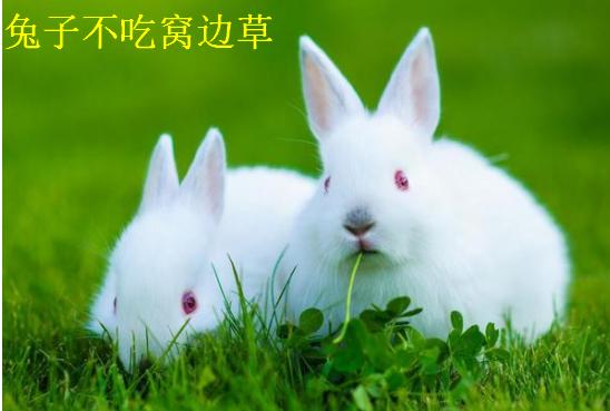 梦见兔子吃兔子好不好