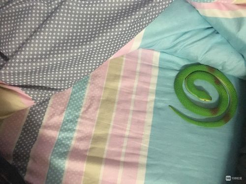女人梦见蛇钻进被窝