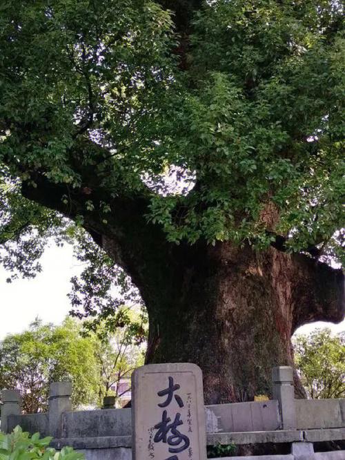 种樟树有什么宜忌