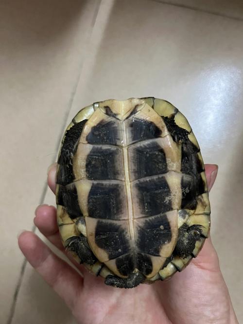 梦见黑色的乌龟