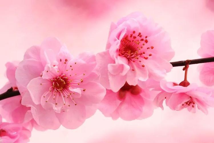 2014年12生肖的桃花运势如何?(一)