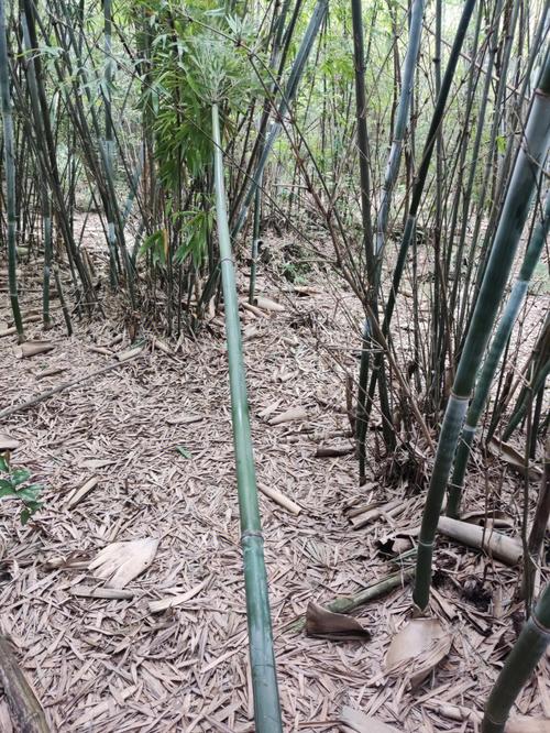 砍竹子