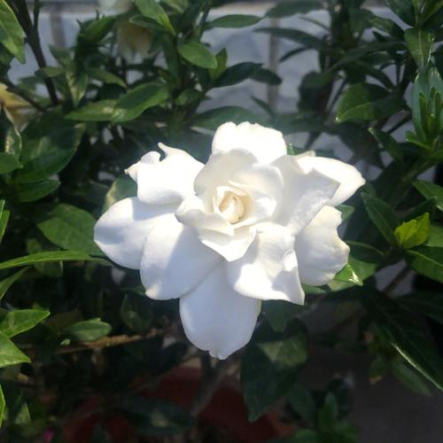 梦见摘白色的栀子花什么意思