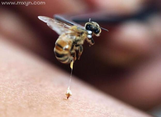梦到被蜜蜂追着蛰是什么意思