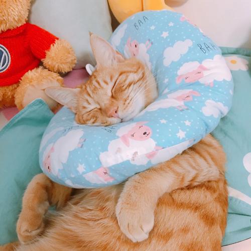 梦见小猫惨死