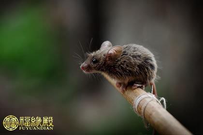 84年2月份的鼠是什么命
