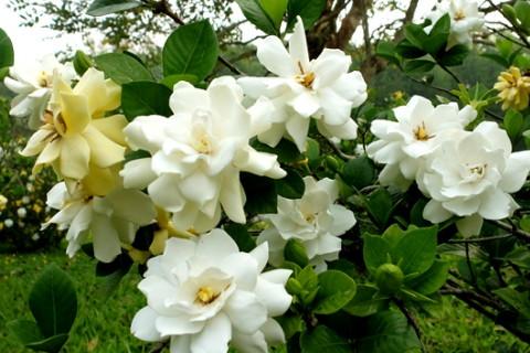 梦见栀子花是什么意思