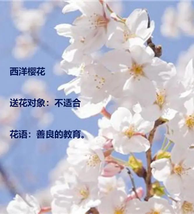 樱花的花语是什么意思